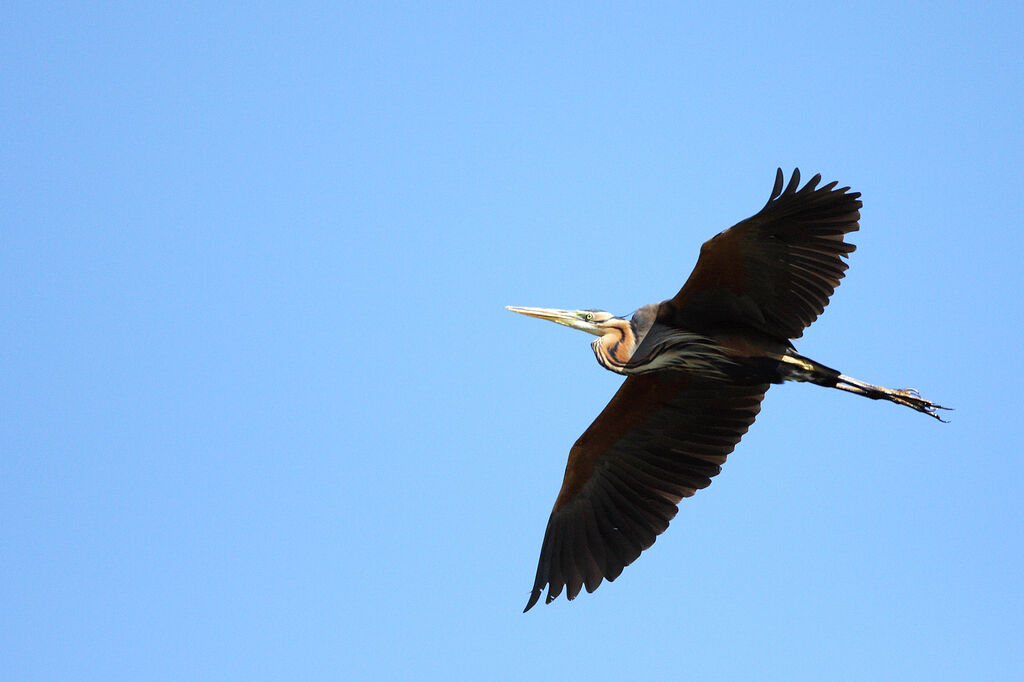 Purple Heron