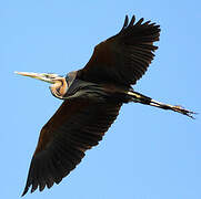 Purple Heron