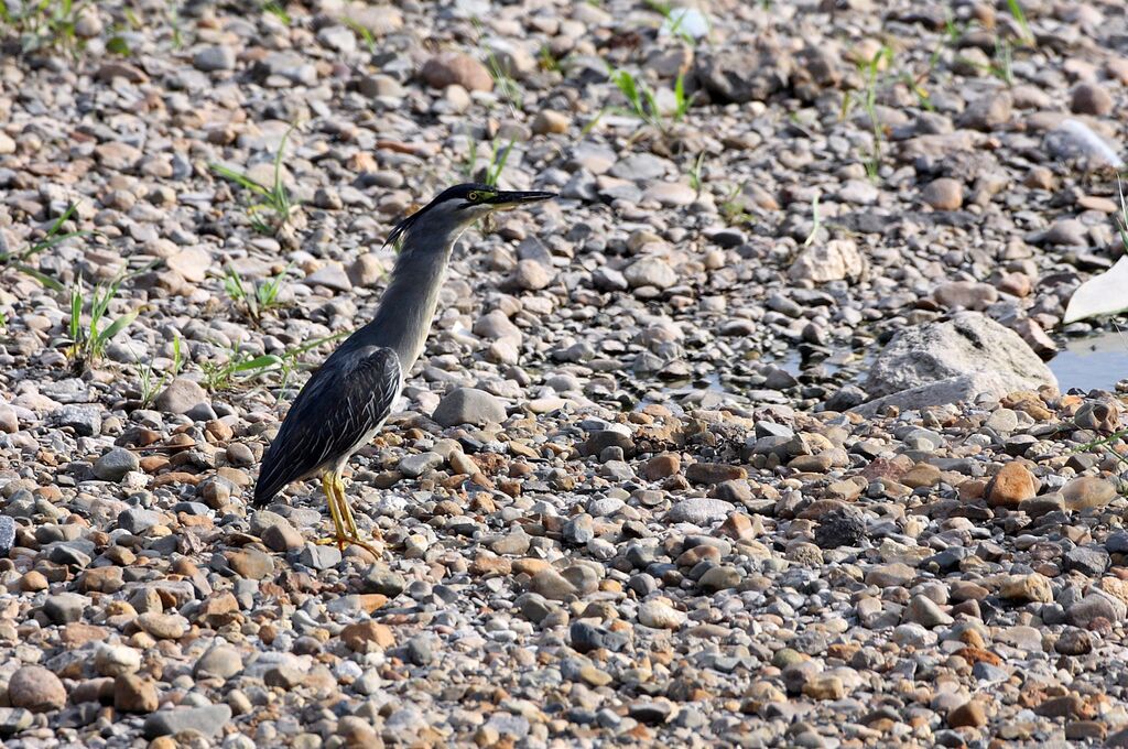 Striated Heron