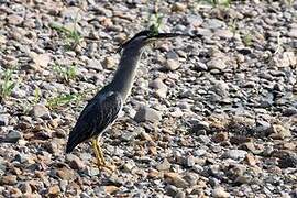 Striated Heron