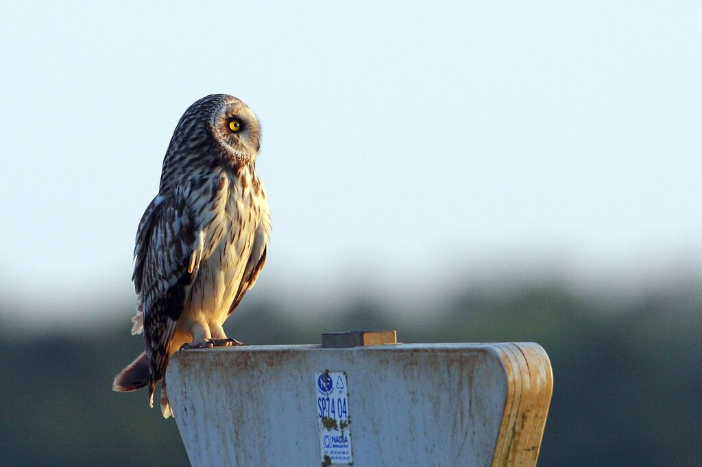 Hibou des marais