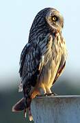 Short-eared Owl