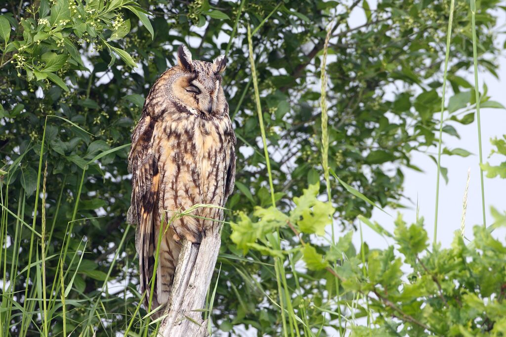 Hibou moyen-duc