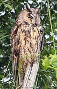 Long-eared Owl