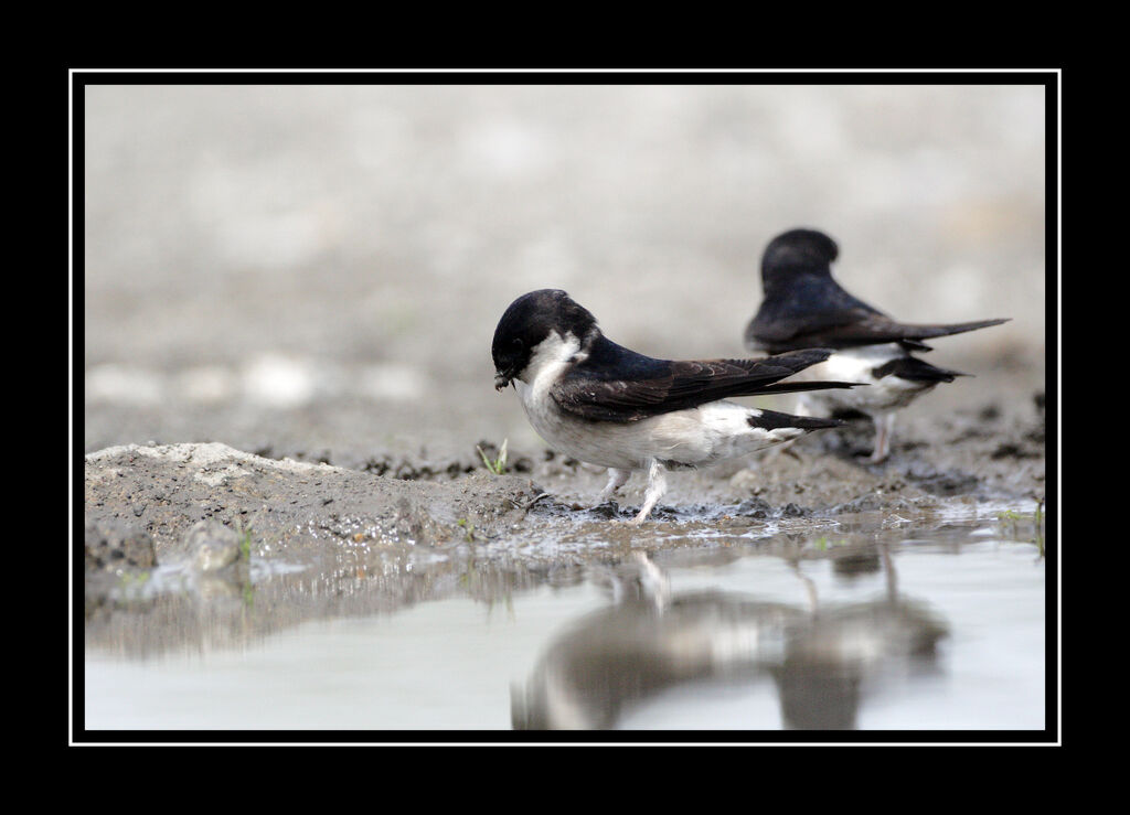 Hirondelle de Bonaparteadulte, identification