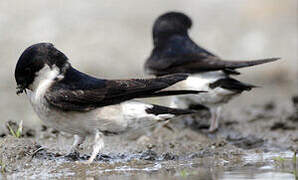 Asian House Martin