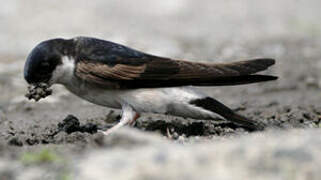 Asian House Martin