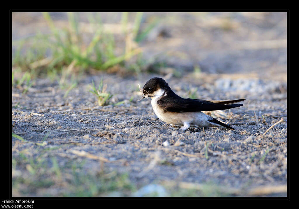 Hirondelle de Bonaparteadulte, identification