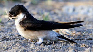 Asian House Martin