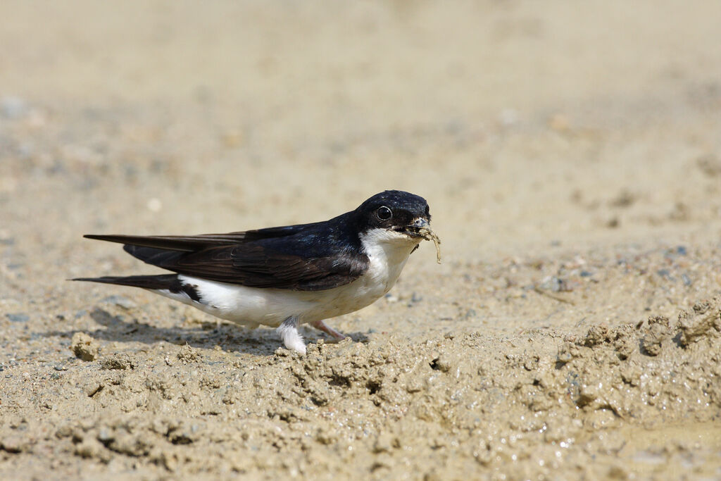 Common House Martin