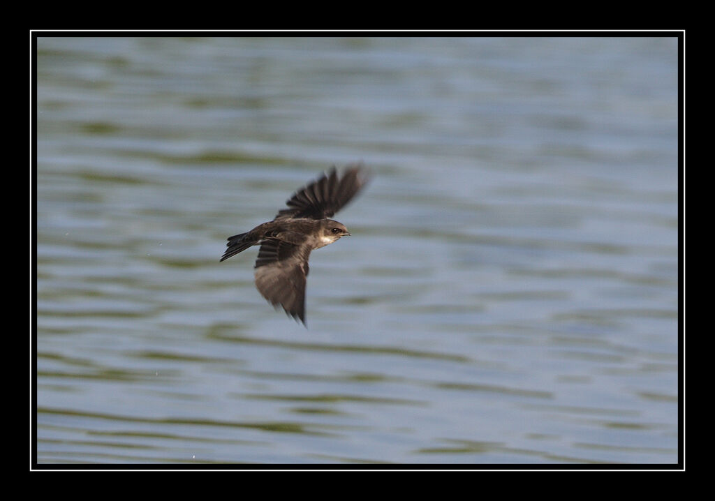 Hirondelle de rivage