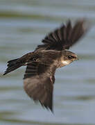 Sand Martin