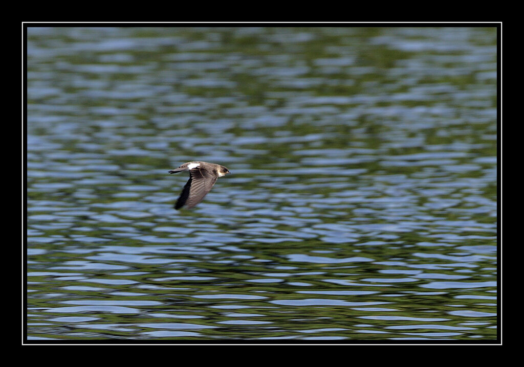 Sand Martin