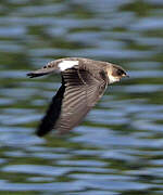 Sand Martin