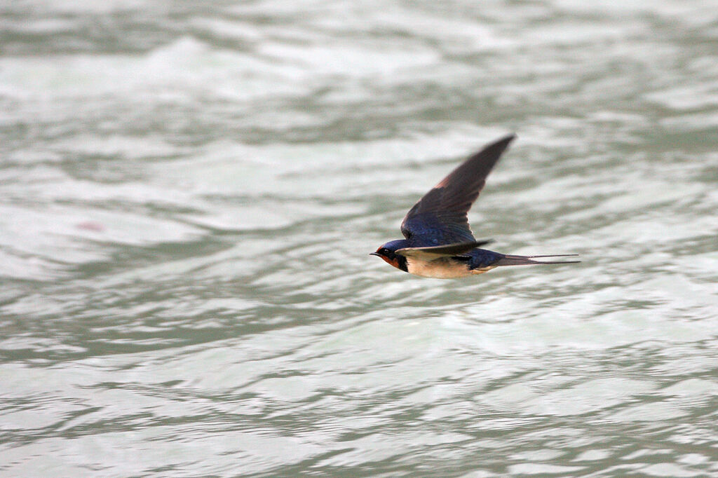 Barn Swallow