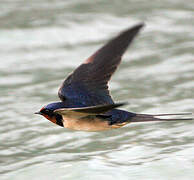 Barn Swallow