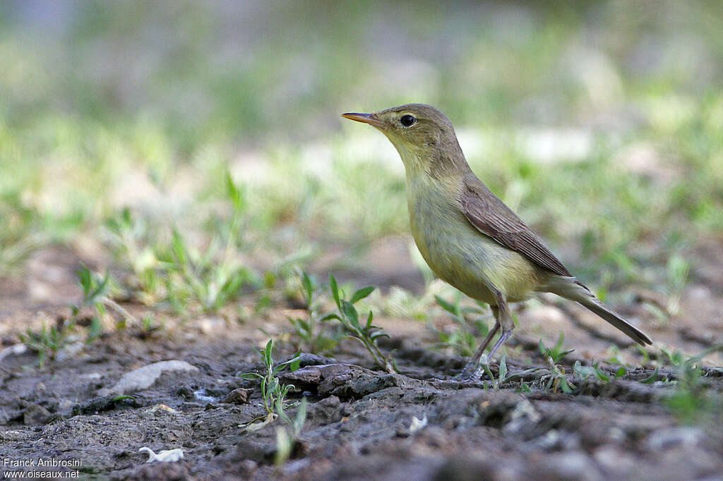 Melodious Warbleradult, Behaviour