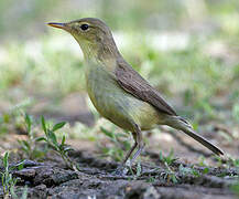 Melodious Warbler