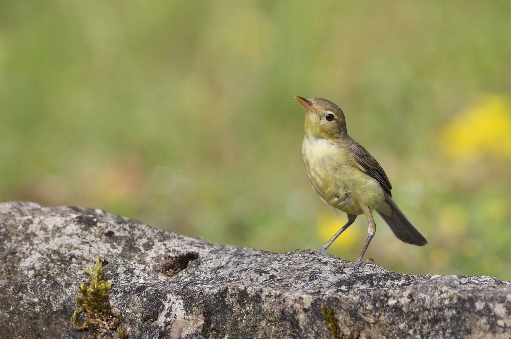 Melodious Warbler