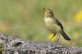 Melodious Warbler