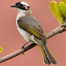 Bulbul de Chine