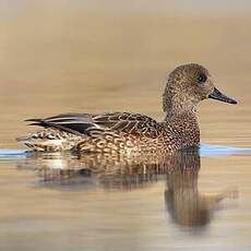 Canard à faucilles