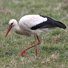 Cigogne blanche
