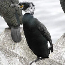 Cormoran de Temminck