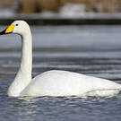 Cygne chanteur