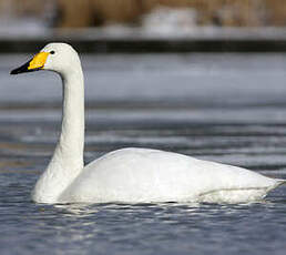 Cygne chanteur