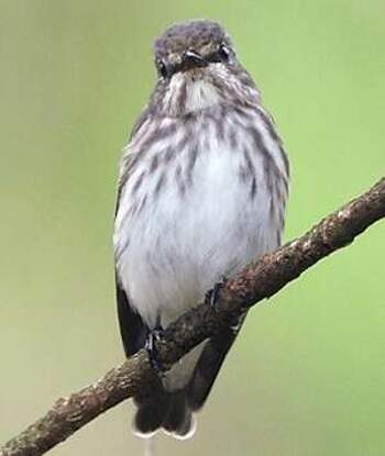 Grey-streaked Flycatcher