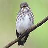 Grey-streaked Flycatcher