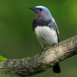 Gobemouche bleu