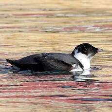 Guillemot à cou blanc