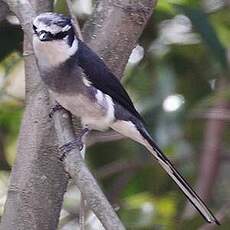 Minivet des Ryu Kyu