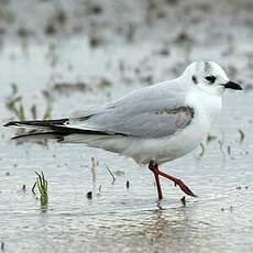 Mouette de Saunders