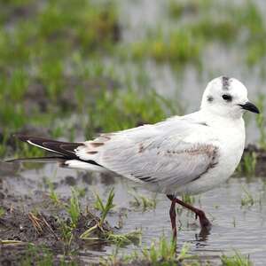 Mouette de Saunders