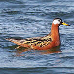 Phalarope à bec large