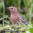 Pipit à gorge rousse