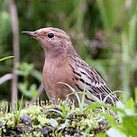 Pipit à gorge rousse