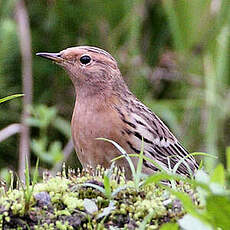 Pipit à gorge rousse