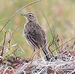 Pipit de Richard