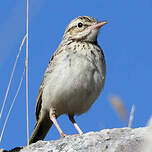 Pipit rousseline