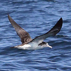 Puffin leucomèle