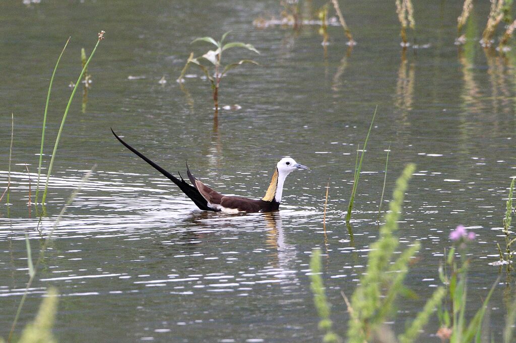 Pheasant-tailed Jacana