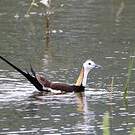 Jacana à longue queue