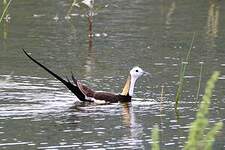 Jacana à longue queue