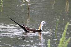 Jacana à longue queue