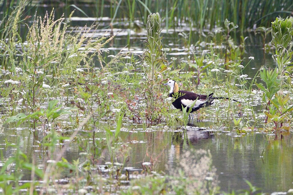 Pheasant-tailed Jacana