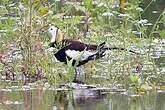 Jacana à longue queue